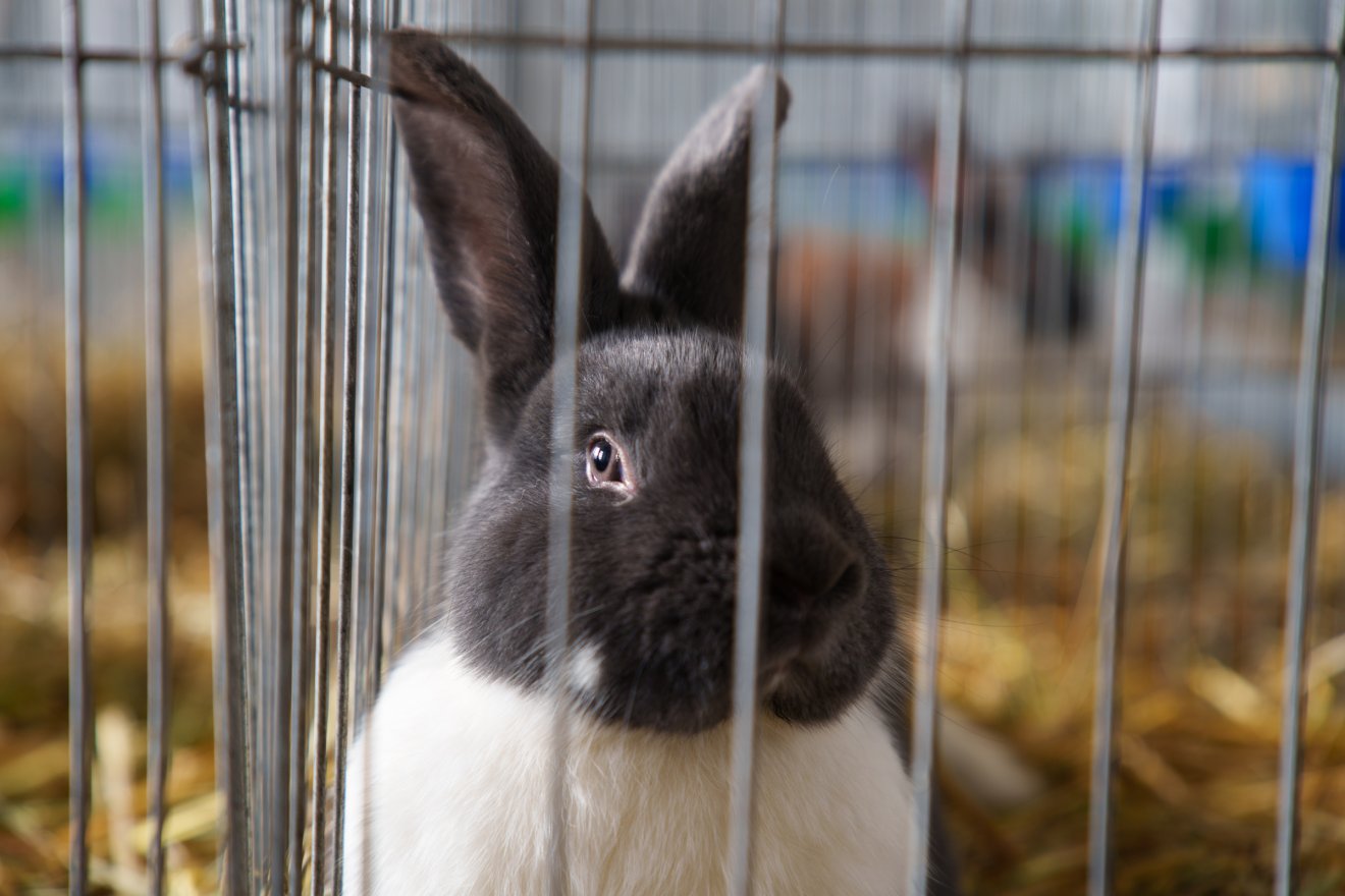 Kisállat-kiállítás lesz Csíkszentkirályon a hétvégén