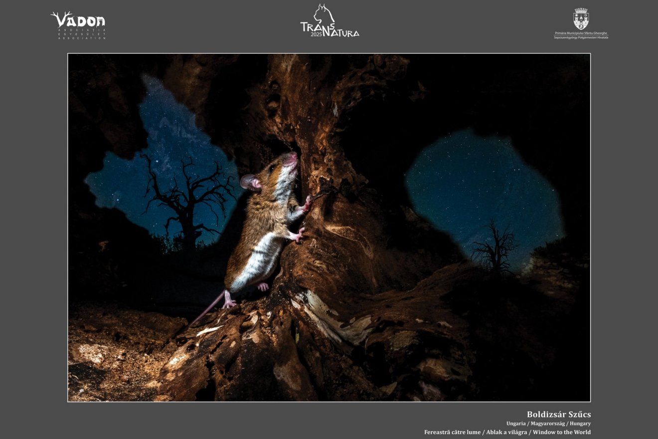 A Vadvilág kategória legjobbja Szűcs Boldizsár Ablak a világra című képe &bullet;  Fotó: Vadon Egyesület