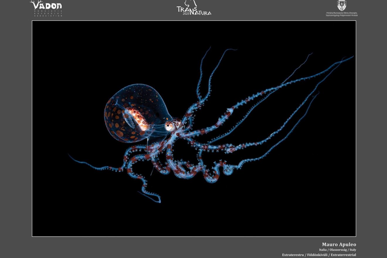 &bullet;  Fotó: Vadon Egyesület