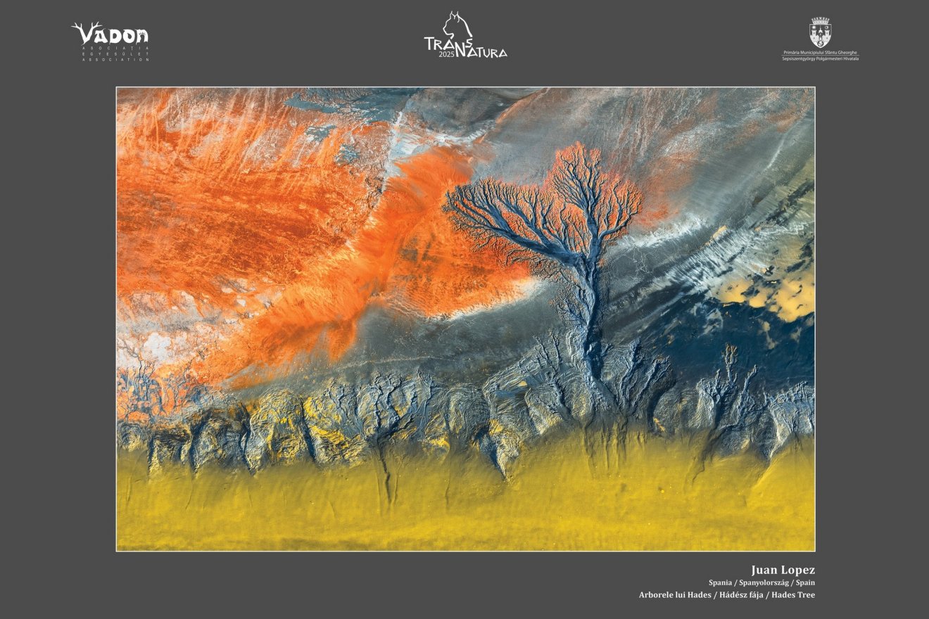 Juan Lopez (Spanyolország) Hádész fája &bullet;  Fotó: Vadon Egyesület