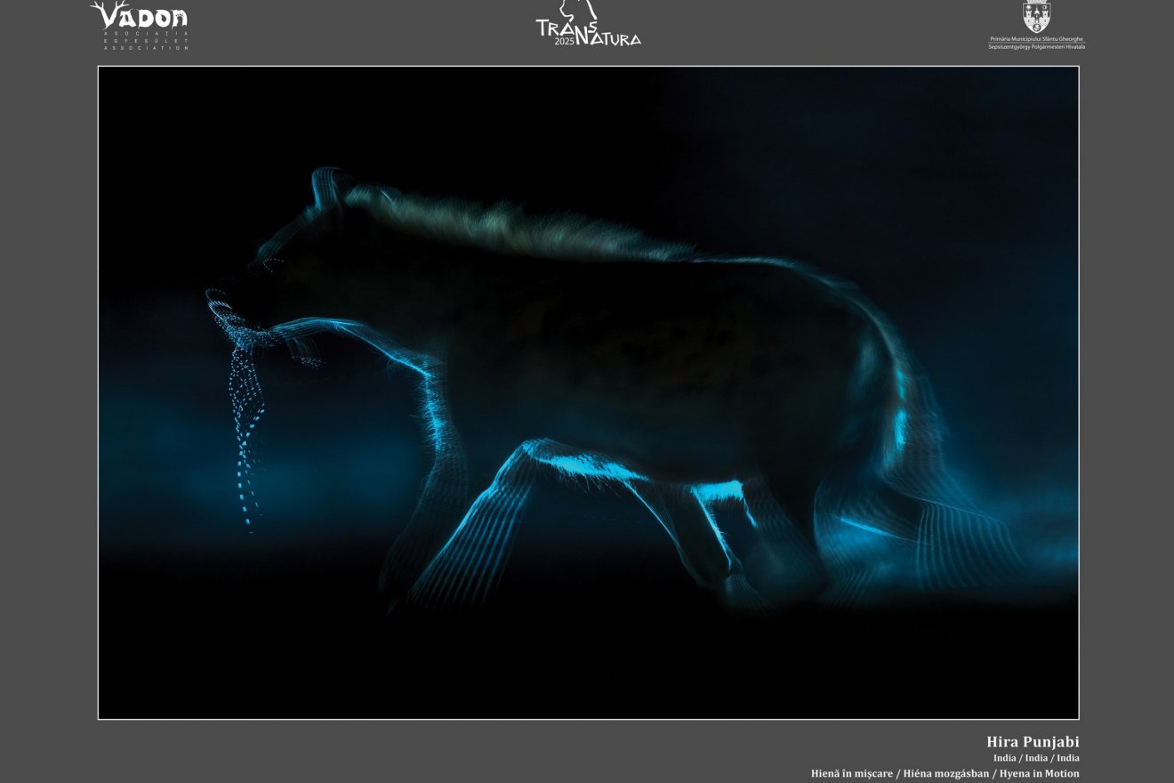 A Vadvilág kategória II. helyezettje: Hira Punjabi (India) Hiéna mozgásban című fotója &bullet;  Fotó: Vadon Egyesület