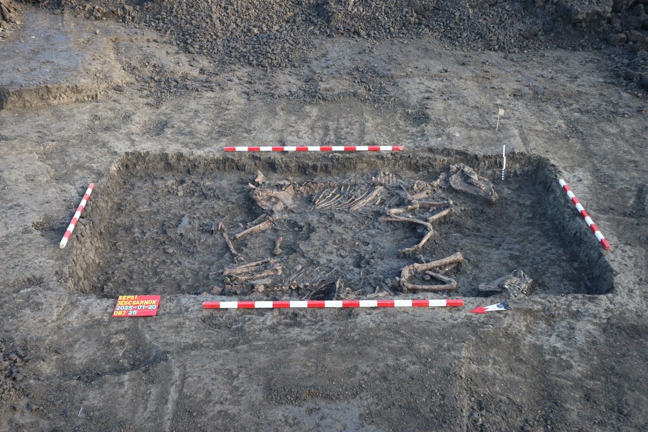 Két ló egymással szemben eltemetve – hámjaik díszei arra utalnak, hogy nagy becsben voltak tartva •  Fotó: Székely Nemzeti Múzeum
