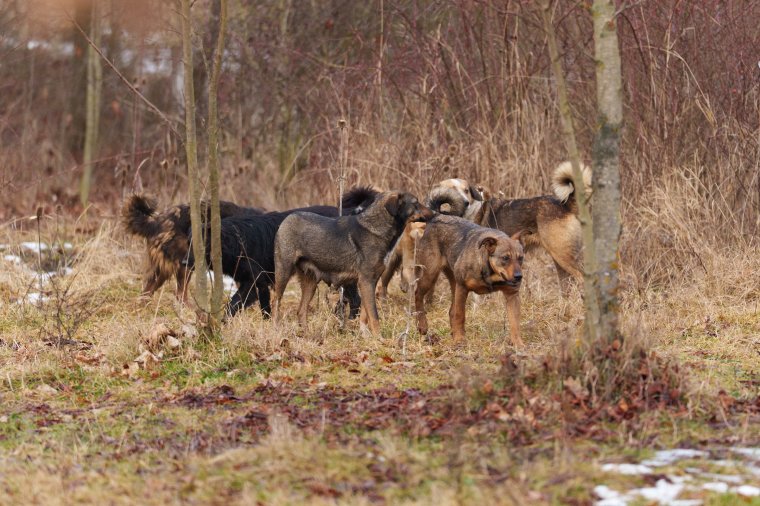 Három személy feladata lesz a kóborkutya-helyzet nyilvántartása a Maros megyei önkormányzatnál