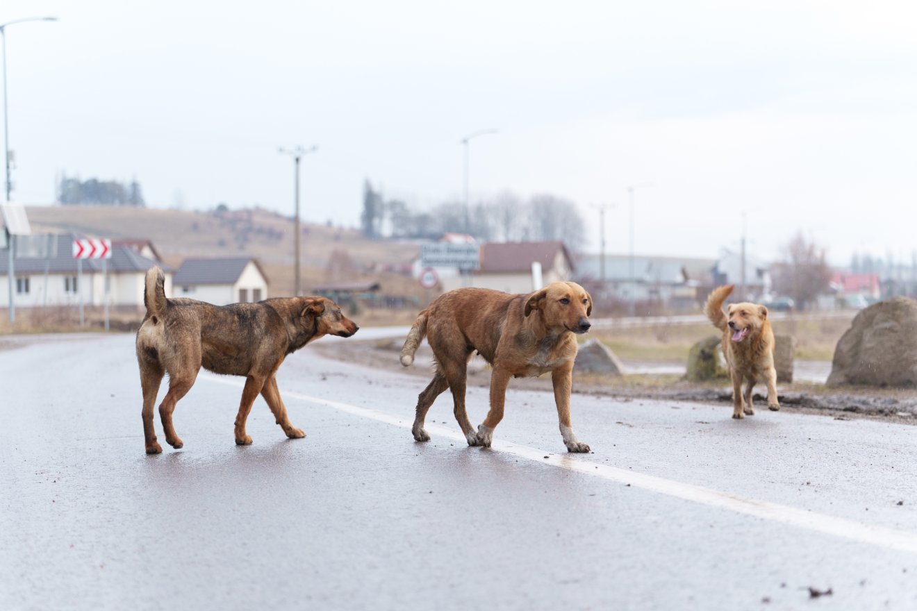 Településeken kószálnak, veszélyesek is lehetnek &bullet;  Fotó: Tuchiluș Alex