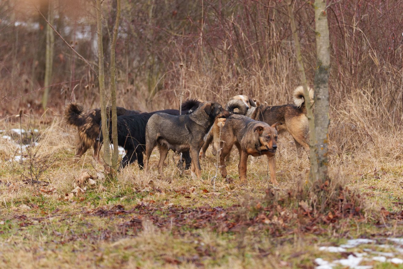 A gazdátlan ebek sok helyen gondot jelentenek • Fotó: Tuchiluș Alex