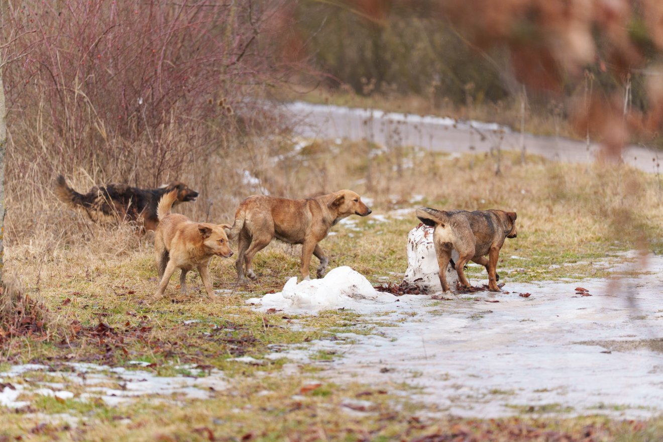 &bullet;  Fotó: Tuchiluș Alex
