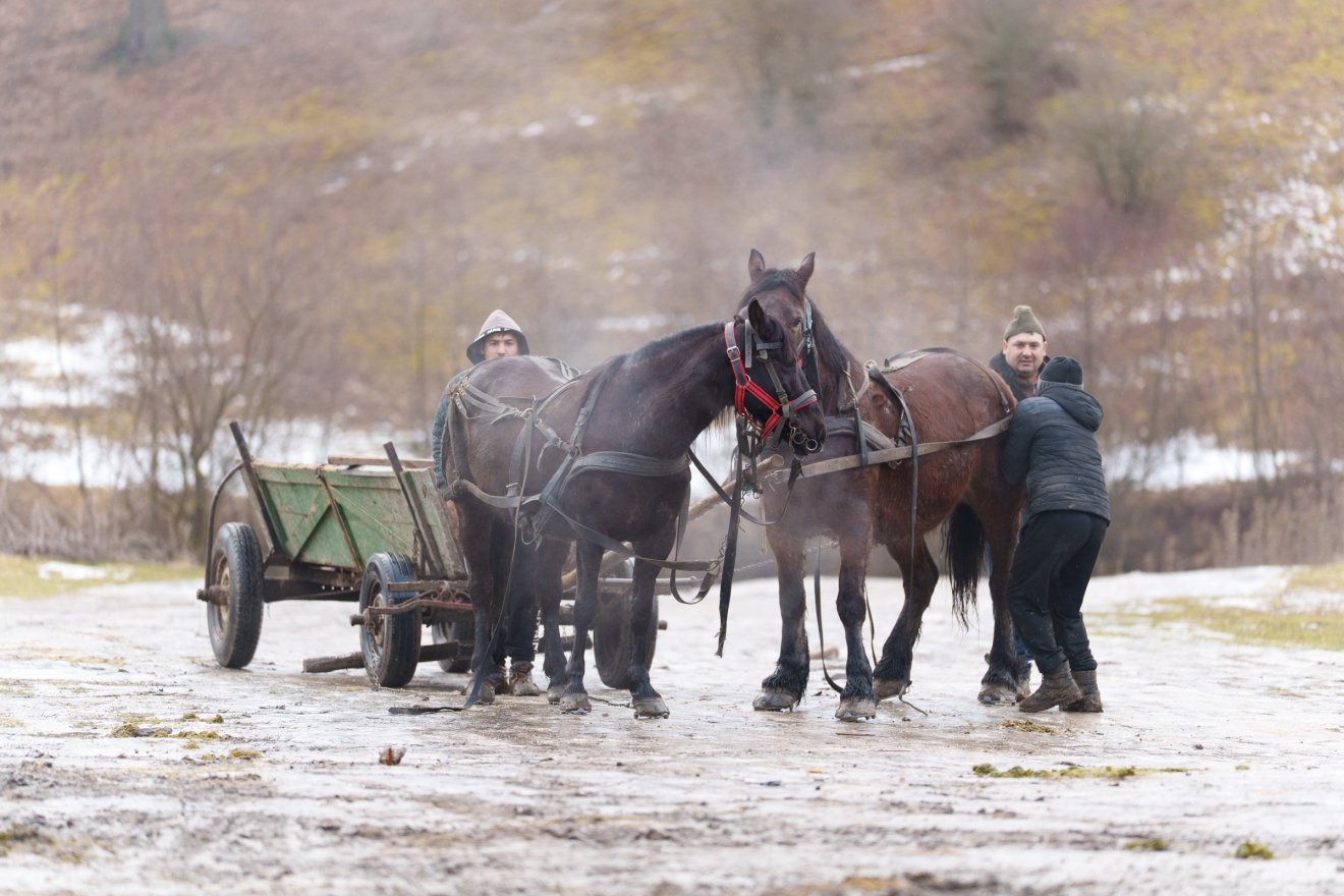 Rosszabb sorsba születtek, könnyíteni próbál helyzetükön az önkormányzat és a magánerdészet &bullet;  Fotó: Tuchiluș Alex