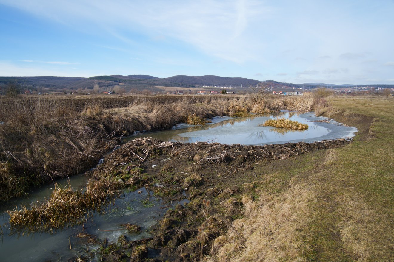 A Tok-patak medrében alig van víz, de ezt is képesek gátak révén felgyűjteni a hódok &bullet;  Fotó: Tuchiluș Alex
