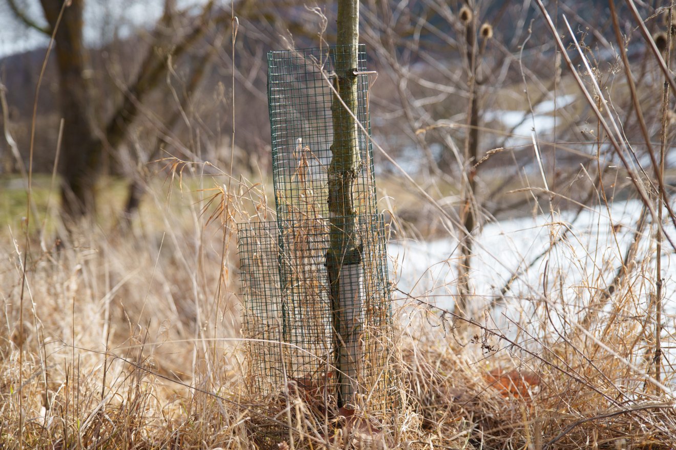 A fákat védőhálókkal óvhatjuk a hódoktól, ahogy azt sok gazda, sőt a közbirtokosság is teszi &bullet;  Fotó: Tuchiluș Alex