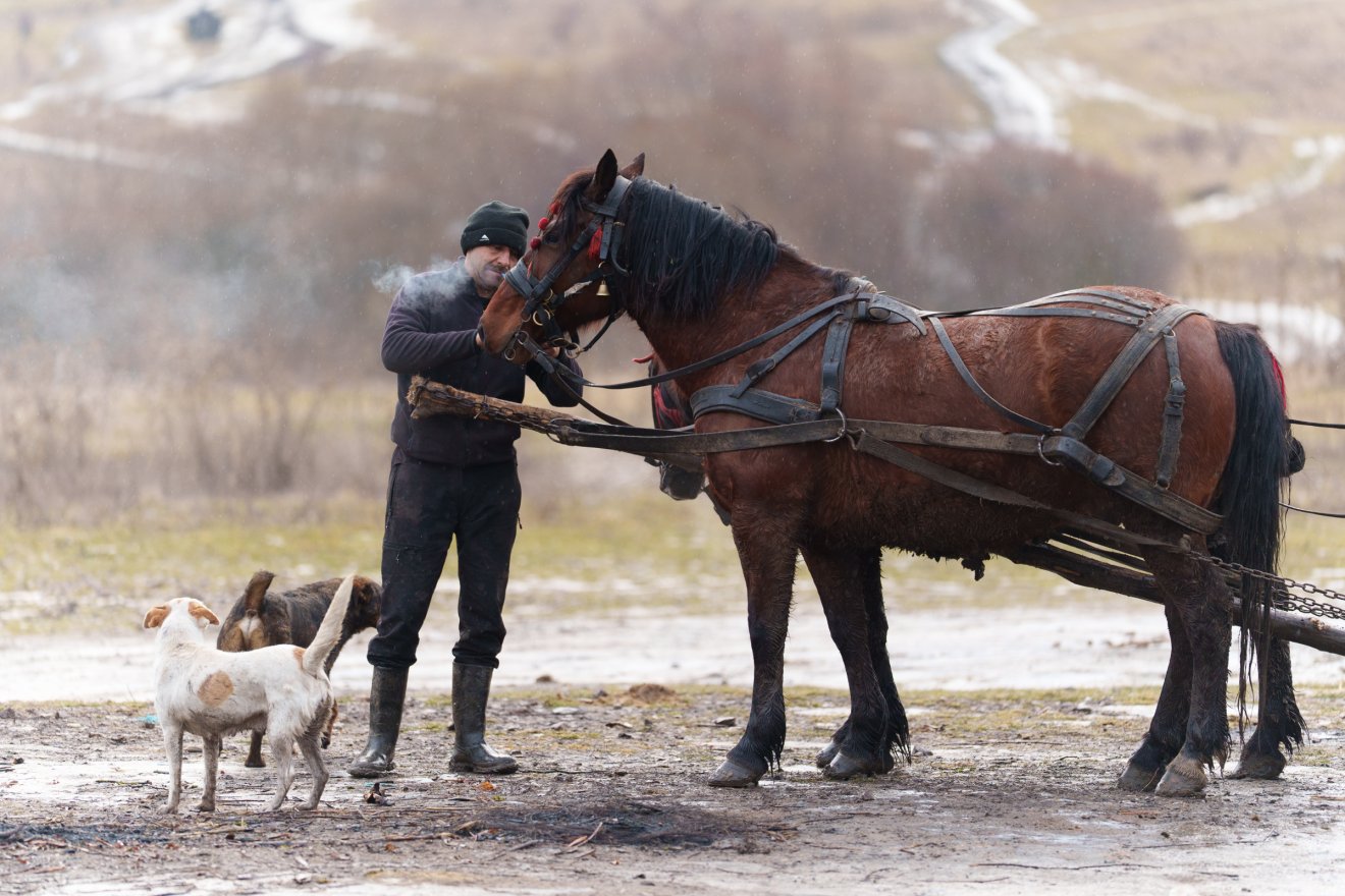 Törvényes alternatíva az erdő védelmében: szervezett fagyűjtés Sepsiszentgyörgy térségében