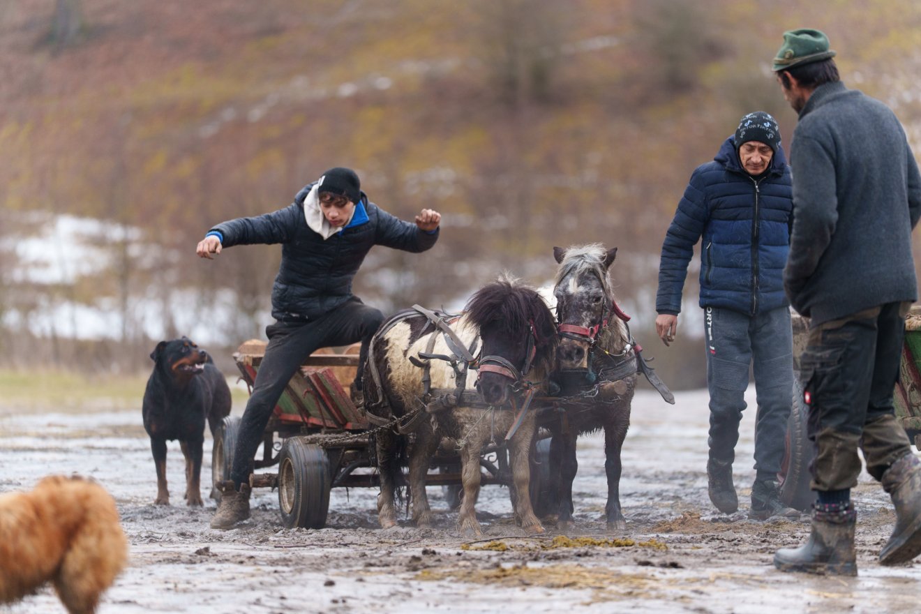 Törvényes alternatíva az erdő védelmében: szervezett fagyűjtés Sepsiszentgyörgy térségében