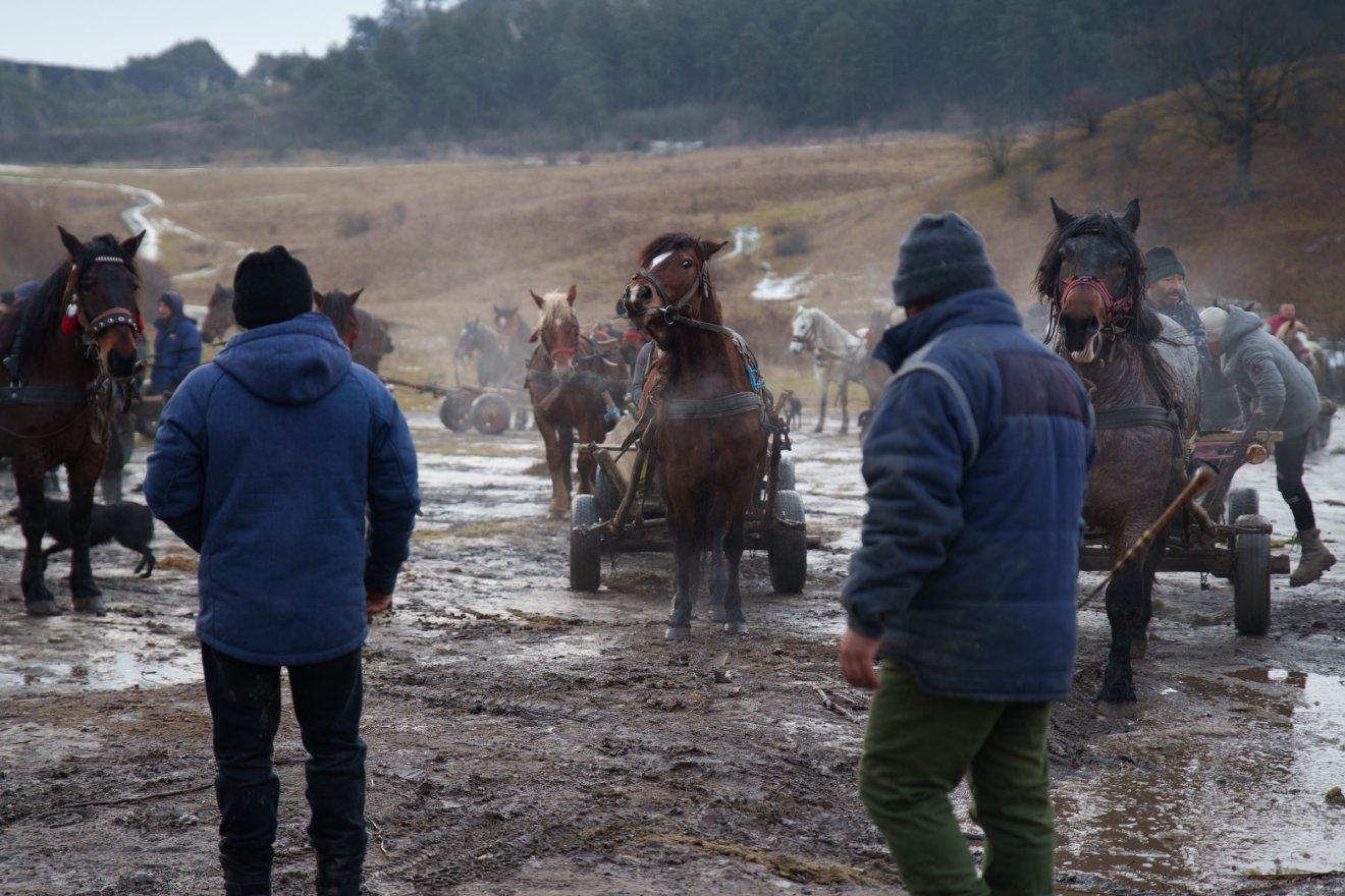 Törvényes alternatíva az erdő védelmében: szervezett fagyűjtés Sepsiszentgyörgy térségében