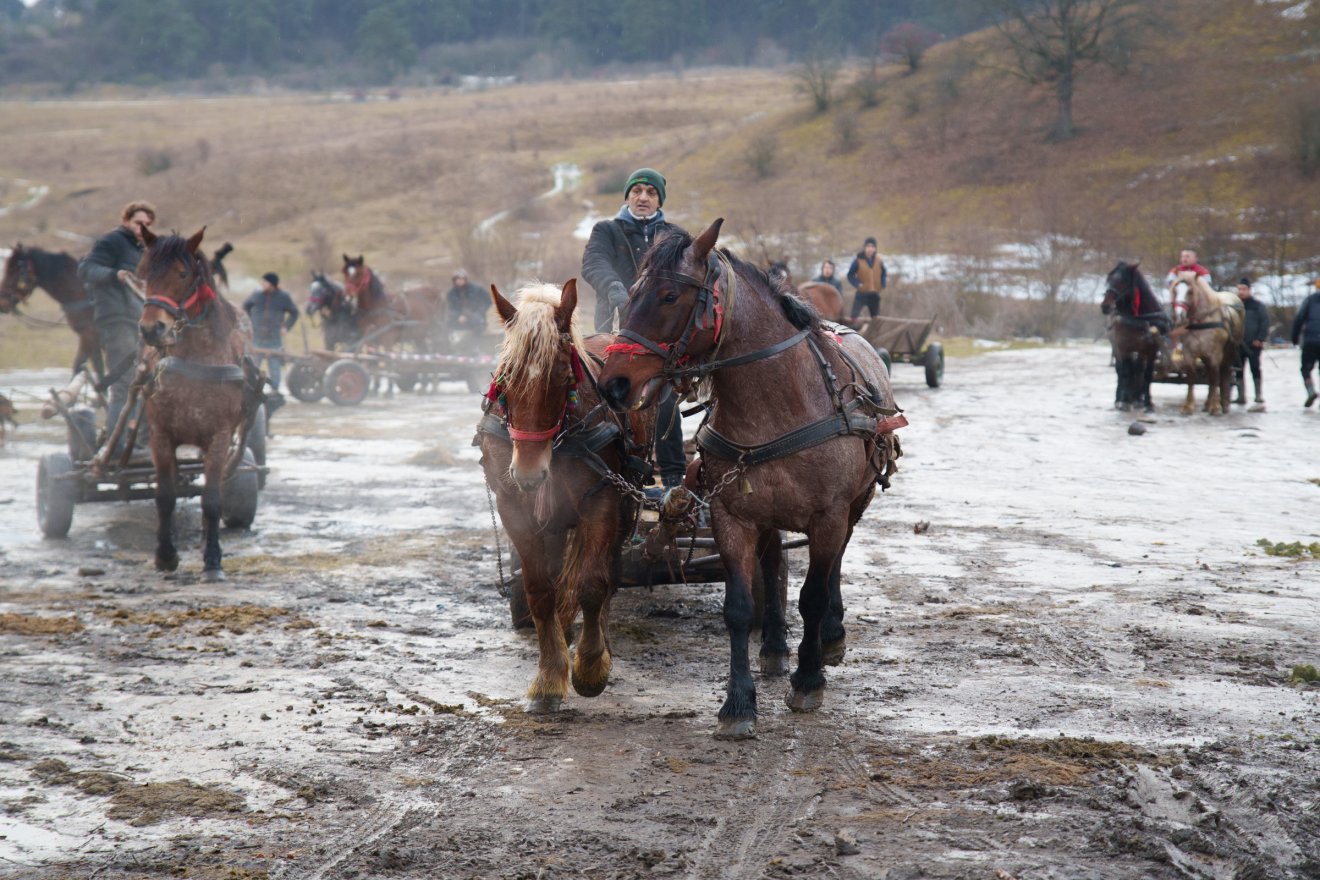Törvényes alternatíva az erdő védelmében: szervezett fagyűjtés Sepsiszentgyörgy térségében