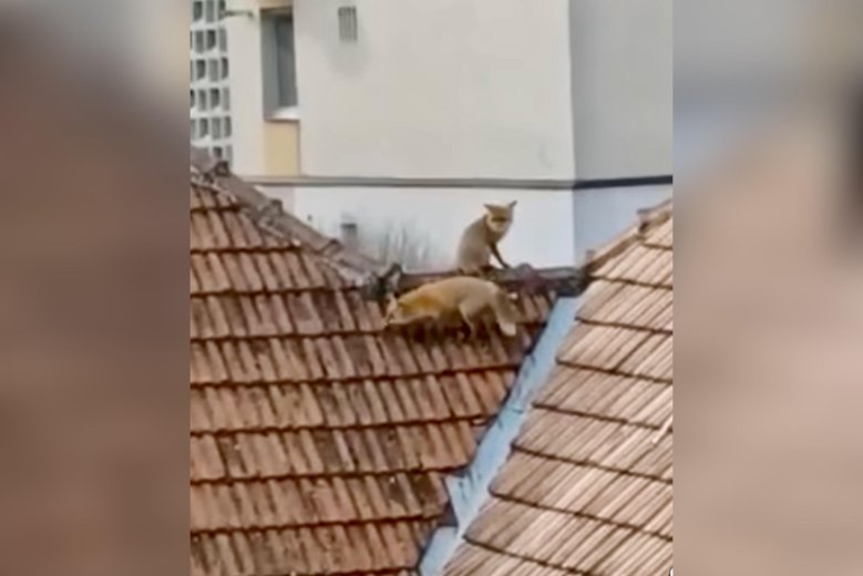 Ilyet sem látni minden nap: rókák mászkálnak a háztetőn – videóval