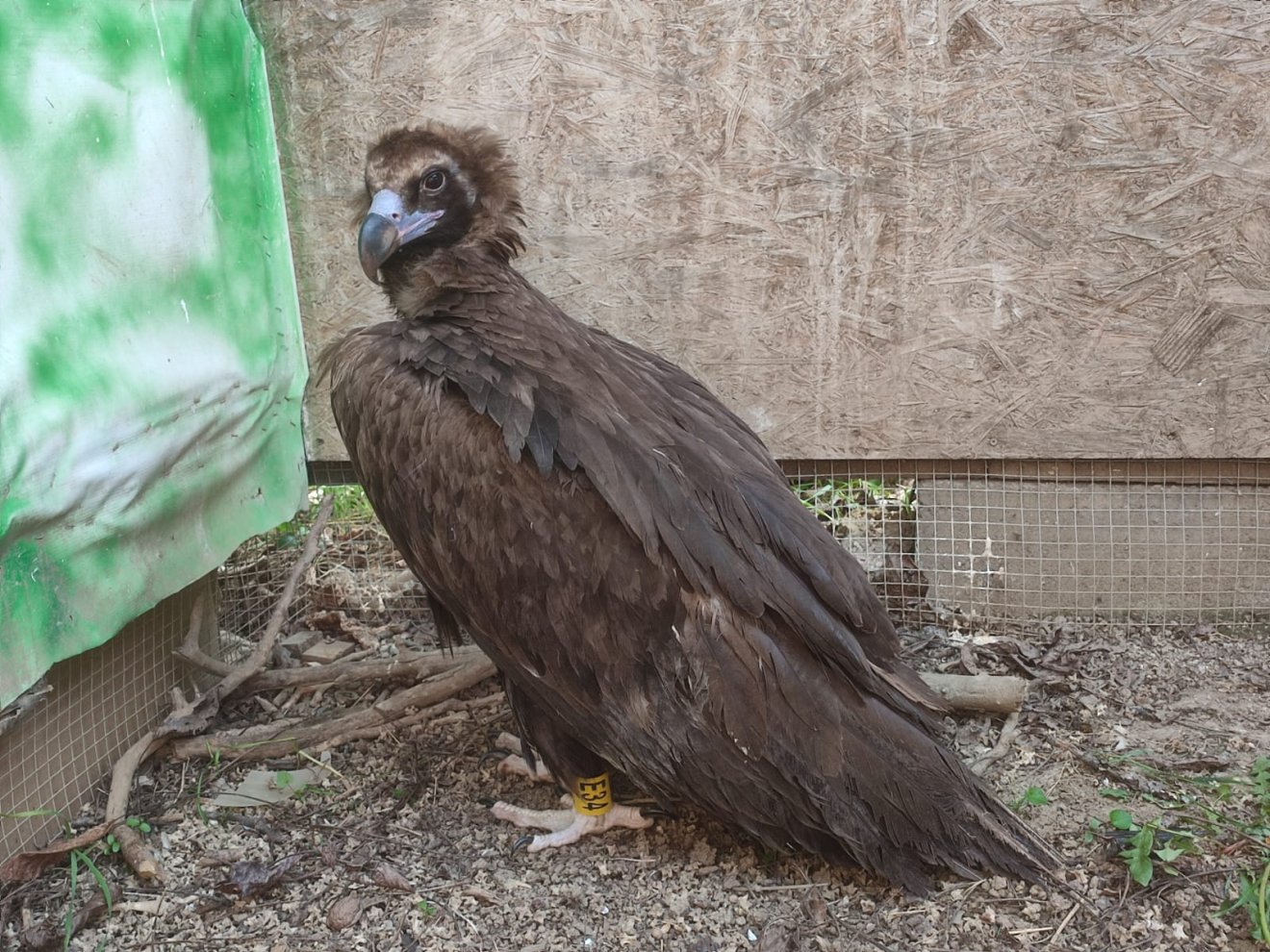 Fremuthra, a barátkeselyűre Temes megyében találtak rá, és amint megerősödött, visszavitték Bulgáriába &bullet;  Fotó: Milvus Group/Facebook