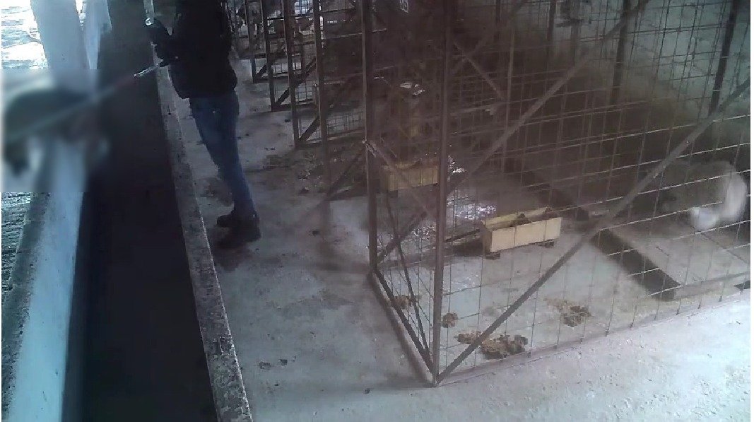 Megrázó felvételeket tettek közzé, amelyen a gyanú szerint a suraiai menhely állatorvosa látható &bullet;  Fotó: Kola Kariola/Facebook