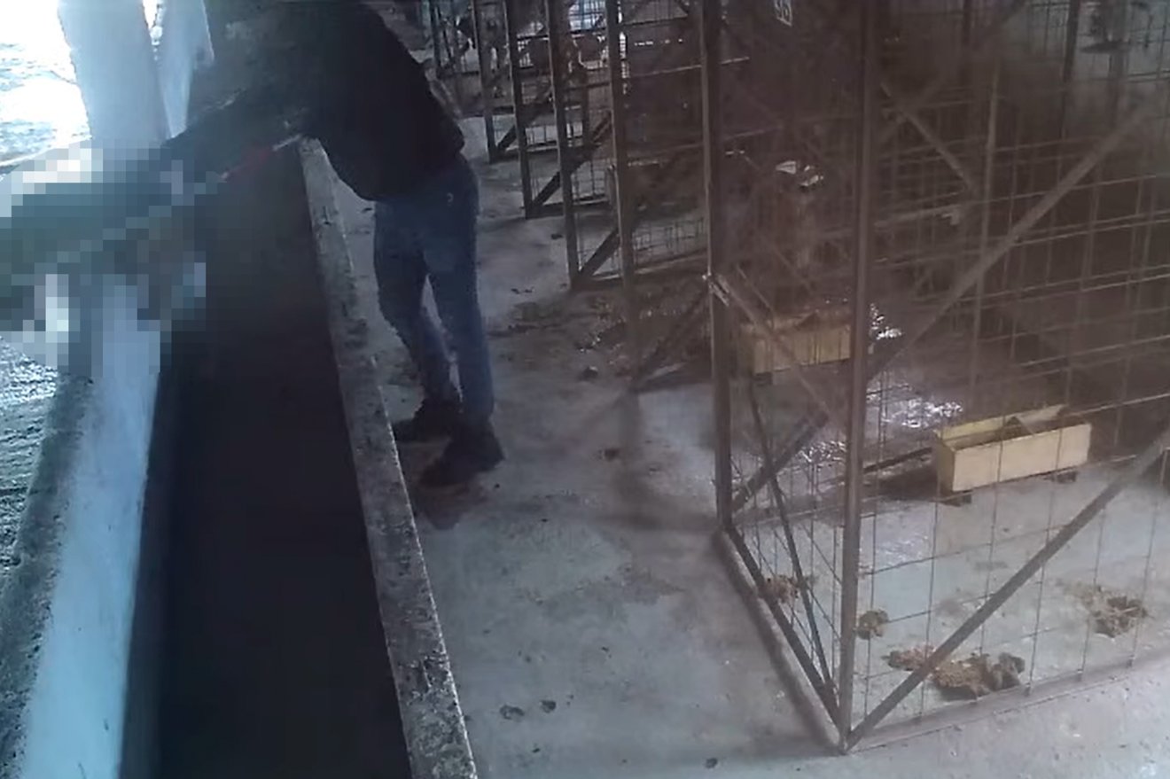 Állatkínzás és szándékos állatölés gyanúja miatt indult eljárás a suraiai menhely működtetője és alkalmazottjai ellen &bullet;  Fotó: Kola Kariola/Facebook