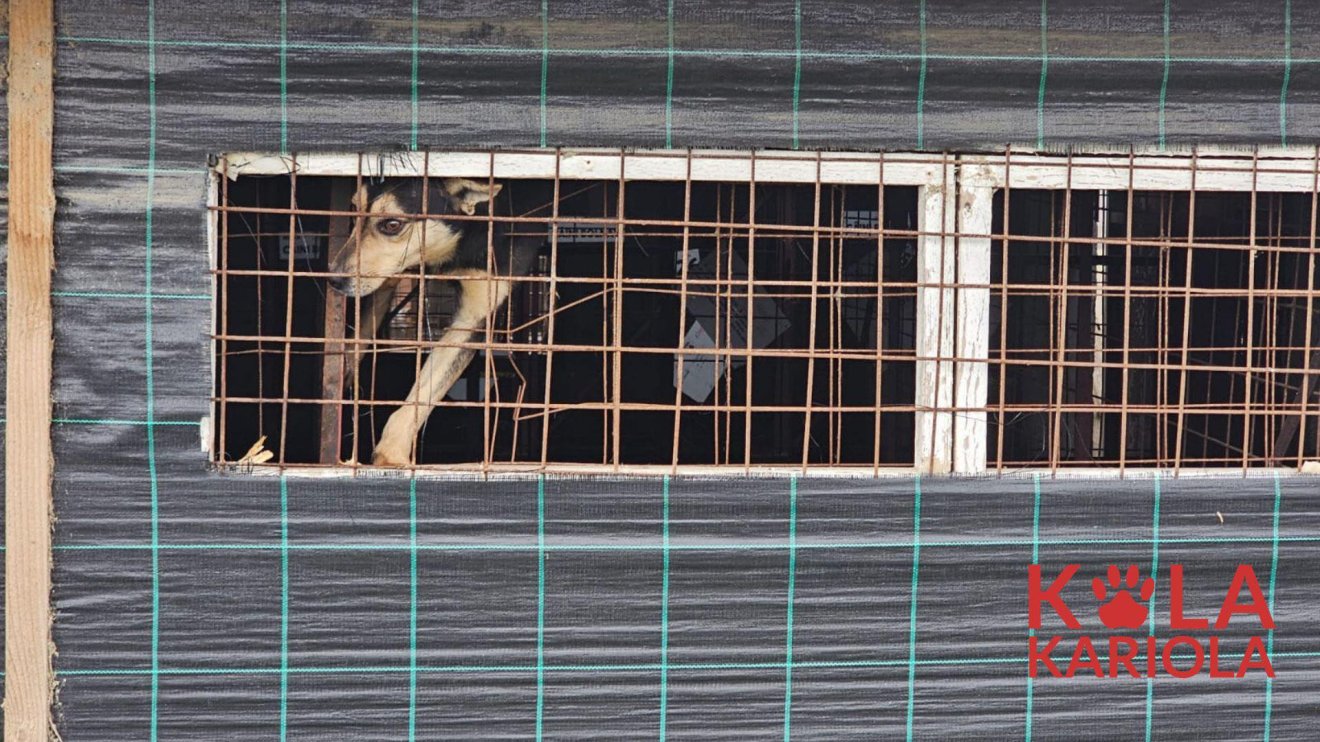 Suraiára Háromszékről is kerültek kutyák, ugyanis több önkormányzatnak van szerződése a Vetmedannal &bullet;  Fotó: Kola Kariola/Facebook