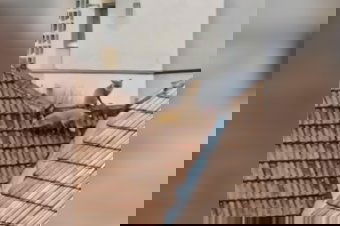 Ilyet sem látni minden nap: rókák mászkálnak a háztetőn