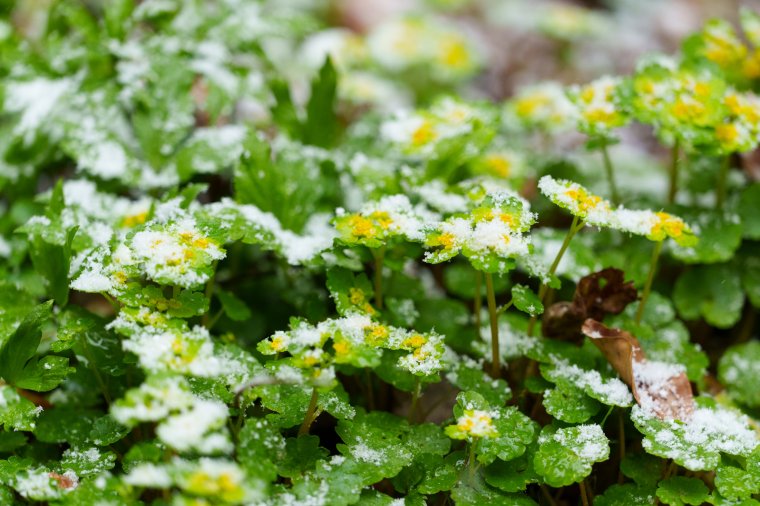 Januárt idéző tavaszi fagy Csíkszeredában