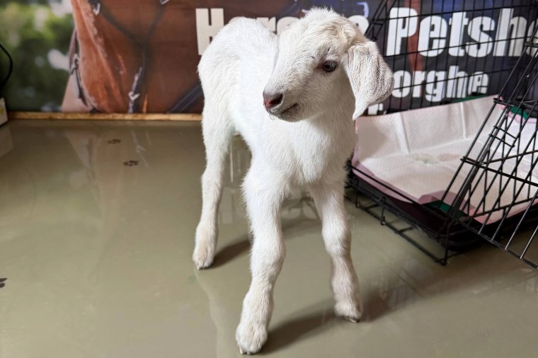 Örökbefogadták a sepsiszentgyörgyi kukából mentett kecskegidát