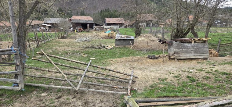 Újra visszatért a medve Zabolára, súlyos károkat hagyva maga után