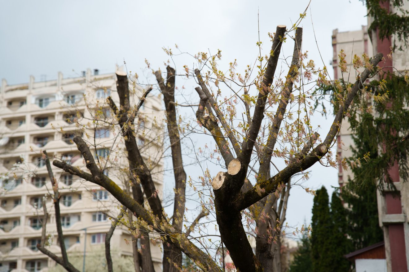 &bullet;  Fotó: Tuchiluș Alex