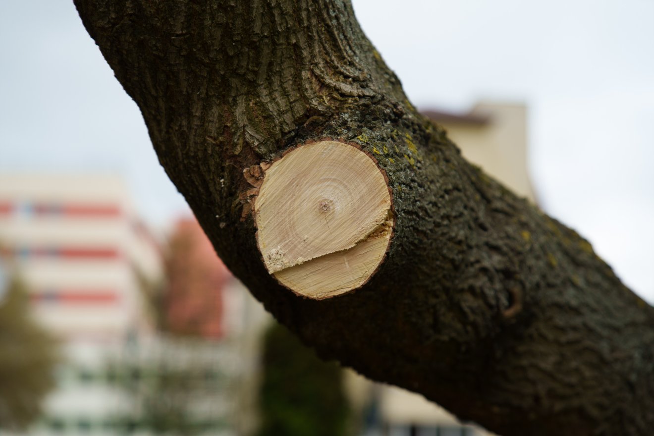 &bullet;  Fotó: Tuchiluș Alex