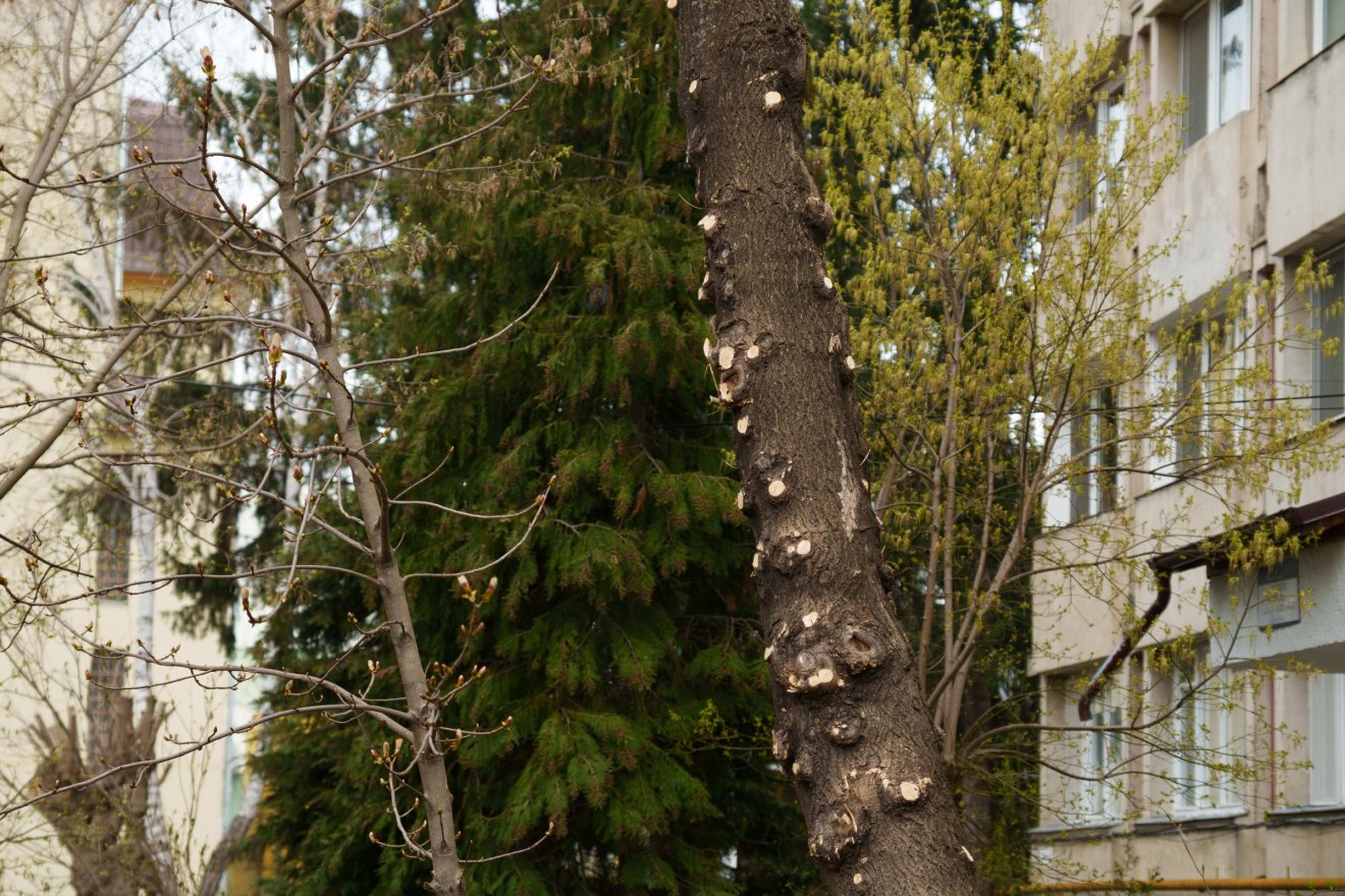 Ebben az esetben éppen az eltávolított alsó ágak biztosíthatták volna fa stabilitását, így viszont vélhetően 4-5 év múlva ki kell vágni, vélekedik a szakértő &bullet;  Fotó: Tuchiluș Alex