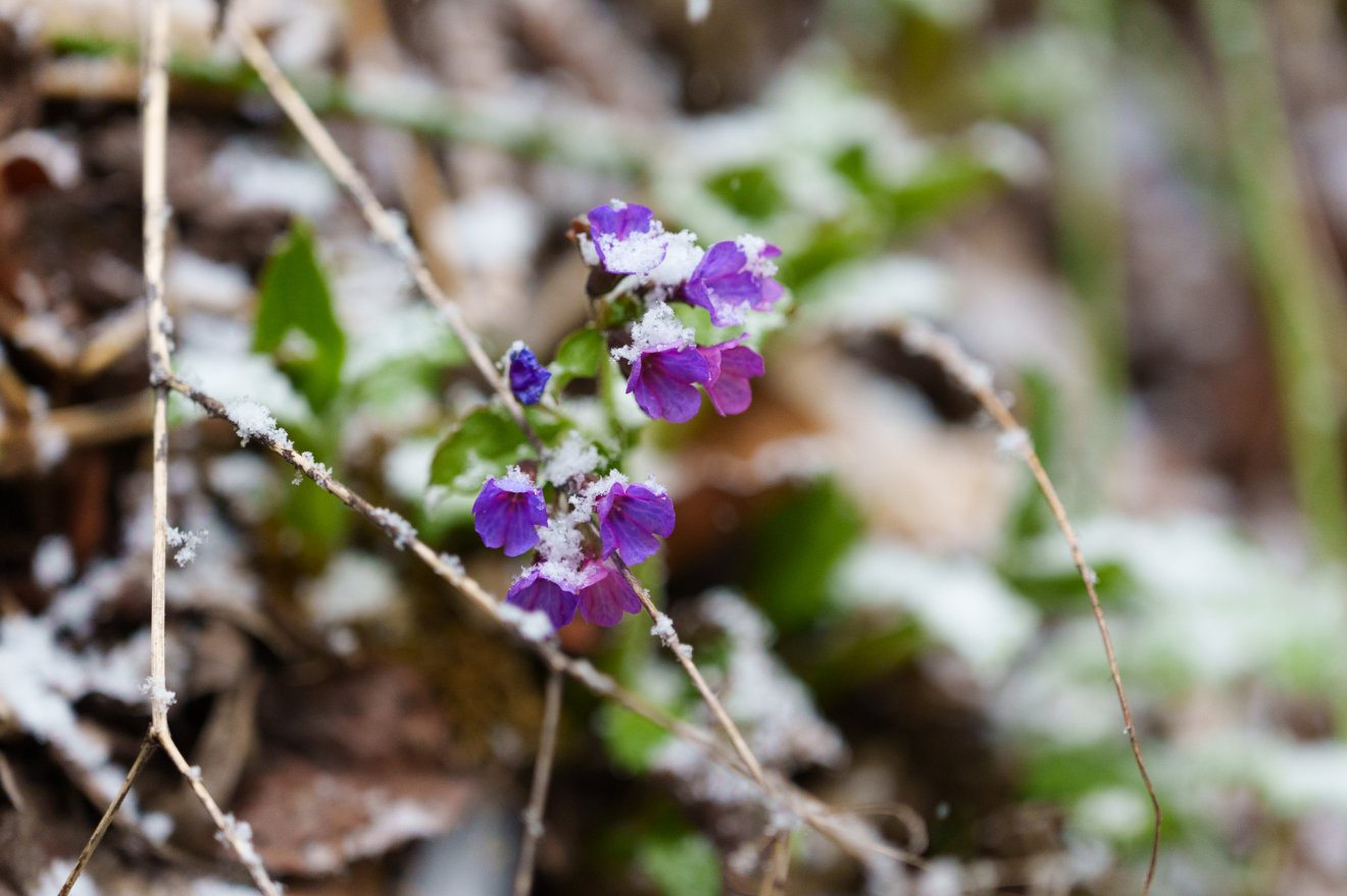 &bullet;  Fotó: Tuchiluș Alex