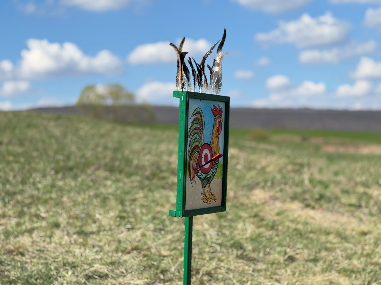 A második világháború óta nem lőnek élő kakast &bullet;  Fotó: Farkas Orsolya