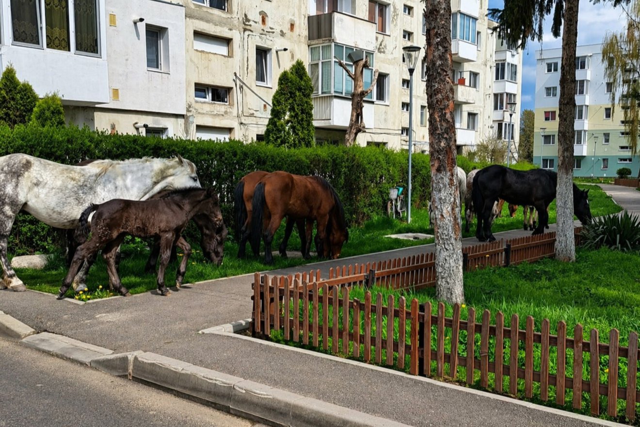 Az Őrkő negyedből elszabadult lovak kószáltak a tömbházak között &bullet;  Fotó: Sepsiszentgyörgyi Helyi Rendőrség