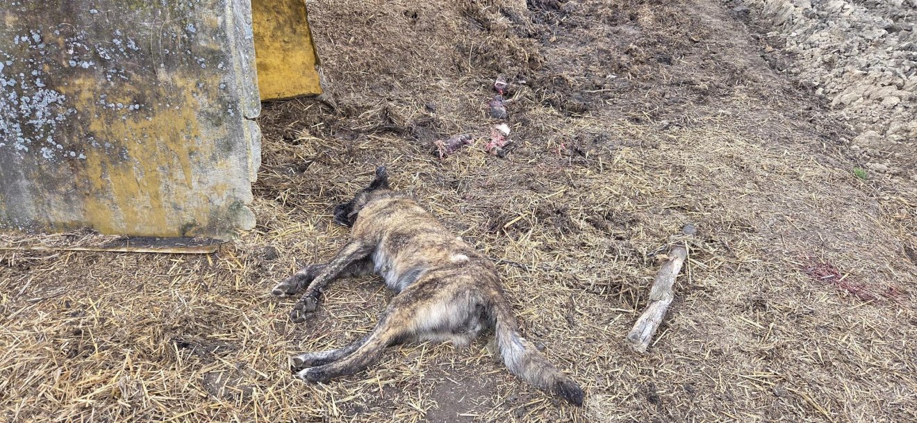 Egy kutya és annak kölykei is elpusztultak a támadás következtében &bullet;  Fotó: Zabola község önkormányzata