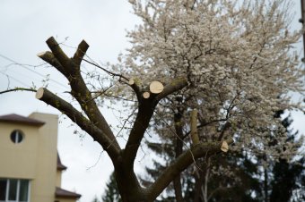 Fák, varjak, indulatok – Megcsonkított fák, megosztott közösség Sepsiszentgyörgyön