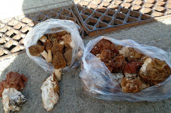 Mérgező gombát árultak a sepsiszentgyörgyi piacon: papsapkagomba kerülhetett a vevőkhöz