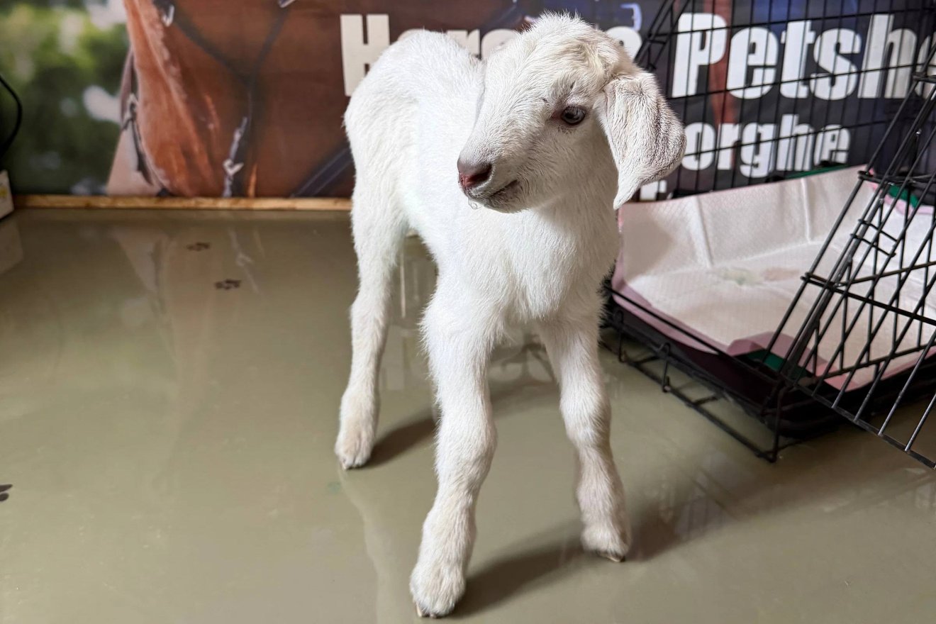 Örökbefogadták a sepsiszentgyörgyi kukából mentett kecskegidát