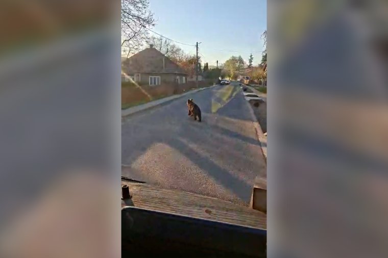 Biciklizni indultak a gyerekekkel, végül menekülniük kellett a medve elől