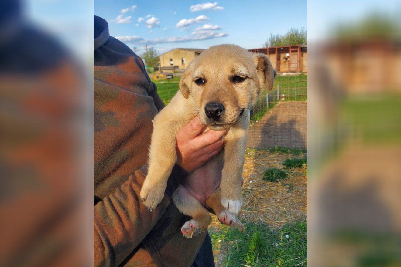 Idén kölykökkel és felnőtt kutyákkal is lehet ismerkedni &bullet;  Fotó: Szépmezői kutyamenhely
