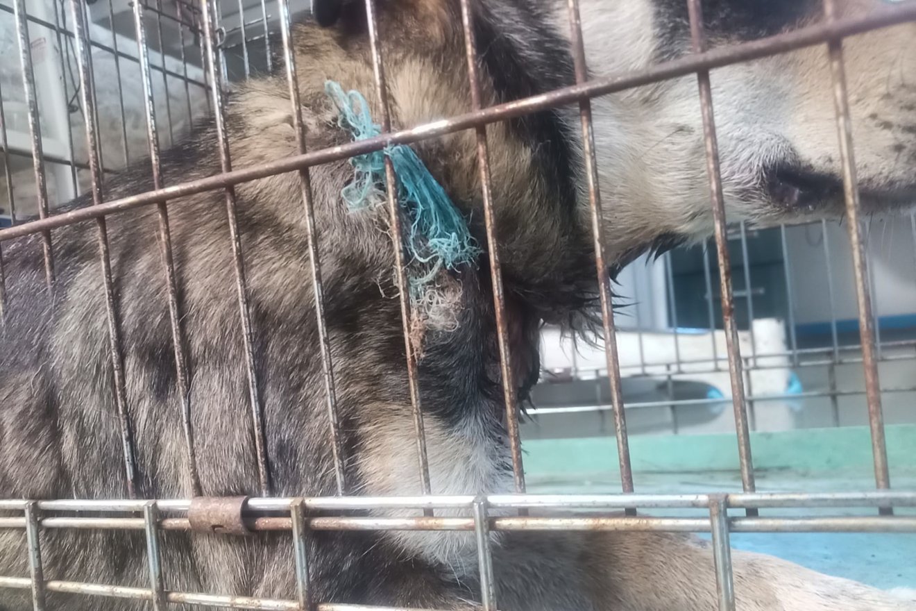 A kutyákat kötőkkel jelölik meg az állítólagos gazdák, csipet azonban nem vásárolnak &bullet;  Fotó: Benedek Olivér