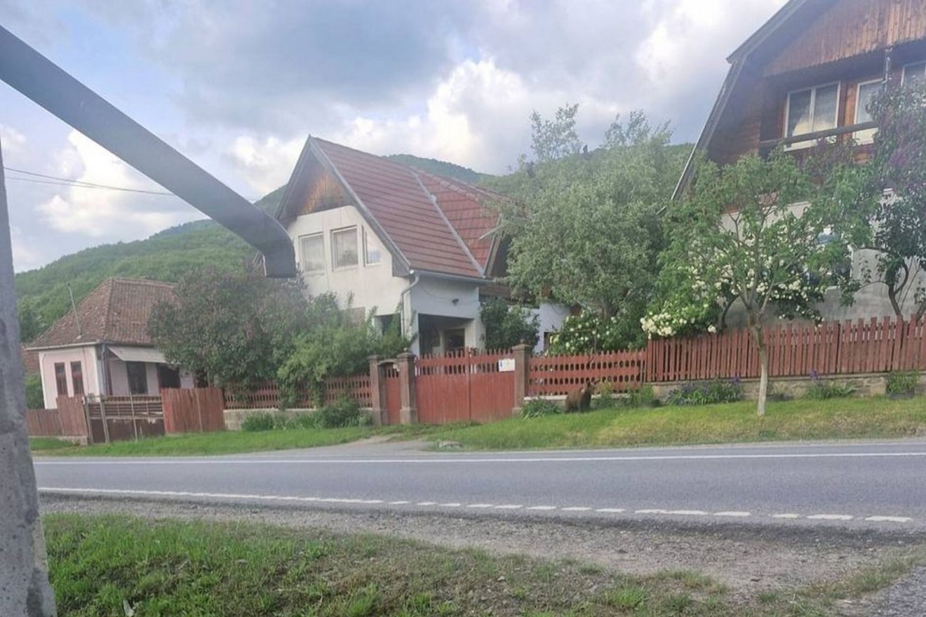 Két órán át üldögélt a medve Sepsibükszád központjában, senkitől sem zavartatva &bullet;  Fotó: Marin Barbu/Facebook