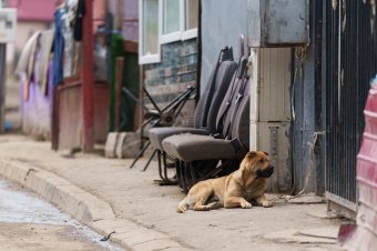 Őrkőre koncentrál most a sepsiszentgyörgyi kutyamenhely, bántalmazott kutyákat mentenek