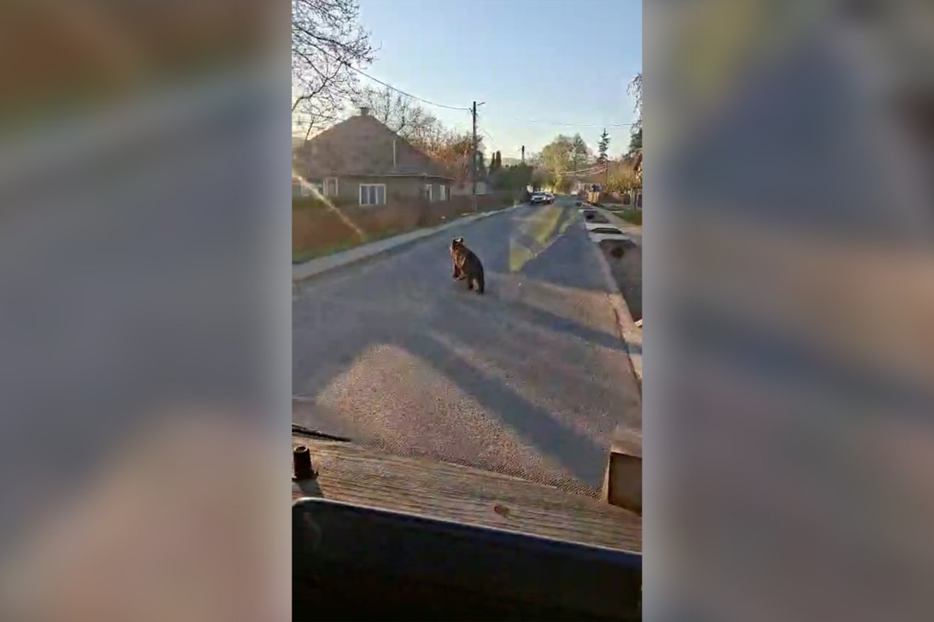 Biciklizni indultak a gyerekekkel, végül menekülniük kellett a medve elől – videóval