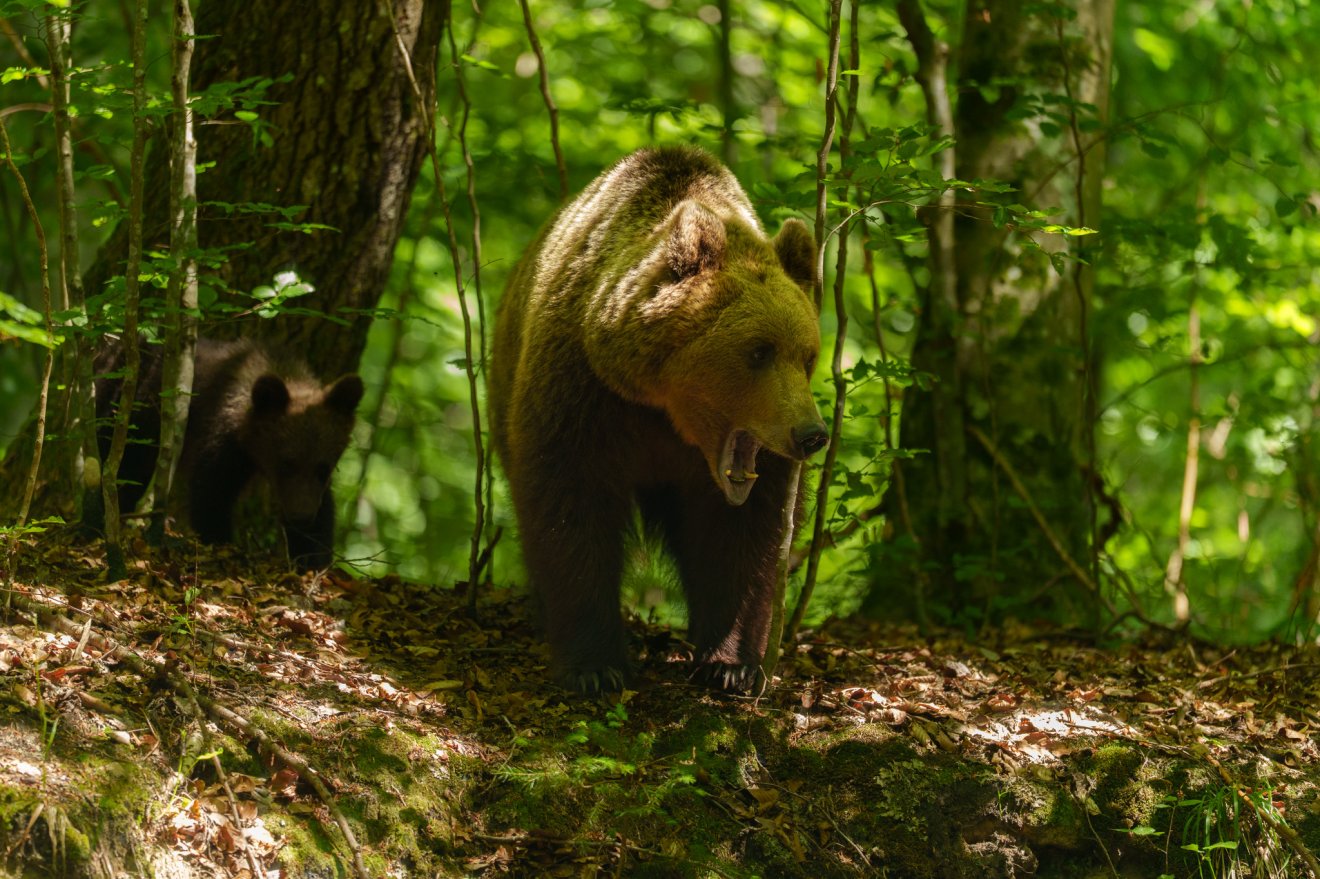 Állandósult medveprobléma Székelyföldön. Megoldódik a közeljövőben? Aligha...