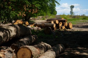 Kilencezer lej értékű faanyagot koboztak el Hargita megyében