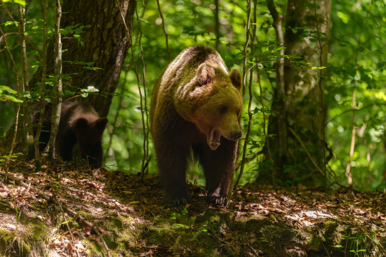 Elutasították az államfő kifogásait: 859 medve kilövését engedélyezik idén