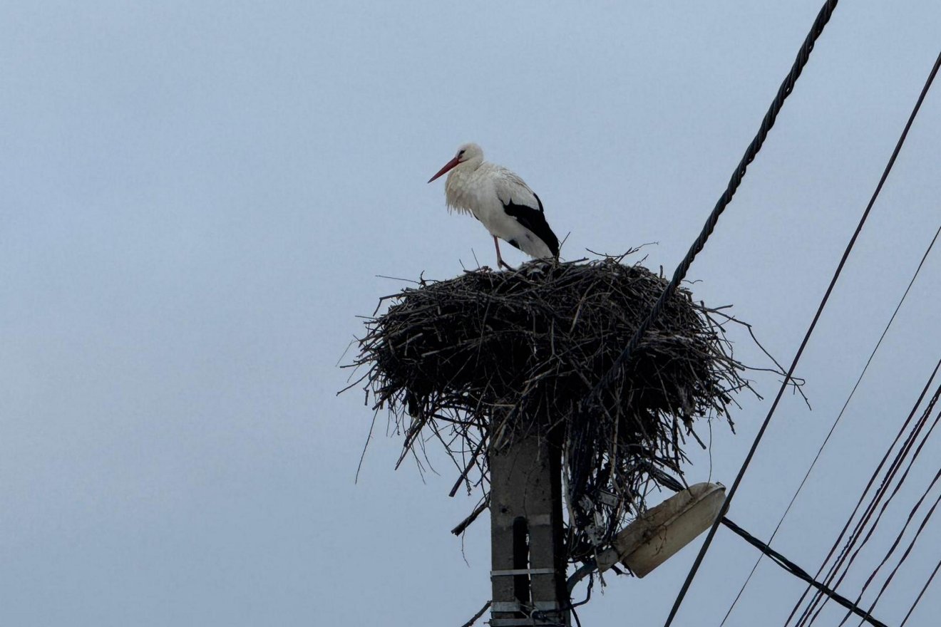 Hóval, jéggel borítva is életben maradt az eddigi tél legfagyosabb éjszakája után &bullet;  Fotó: Rara Avis Egyesület