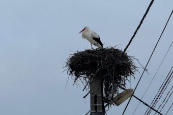 Túlélte a kemény mínuszokat az itthon telelő kisgólya