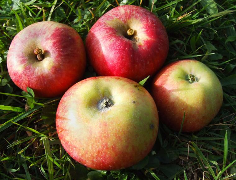 Alma a háromszéki iskolásoknak