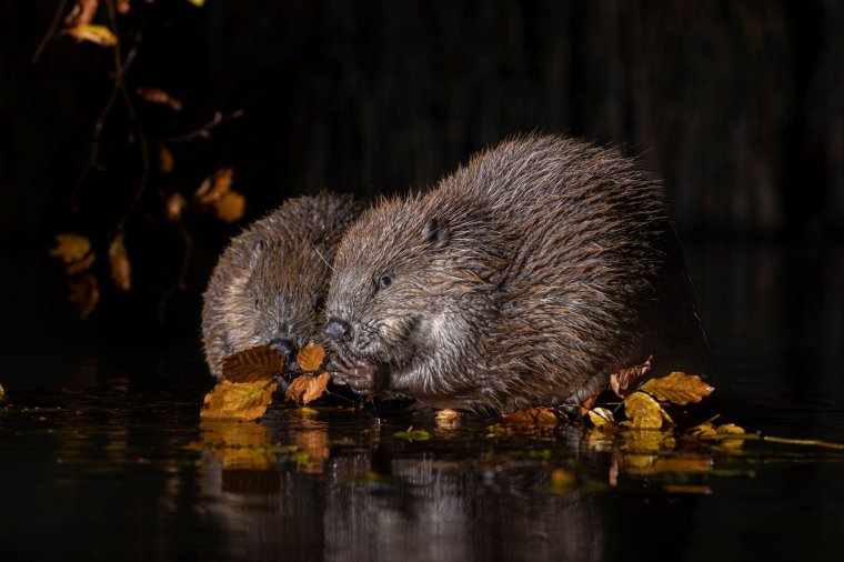 Hódok: hősök a vízgazdálkodásban, de gondot is okozhatnak