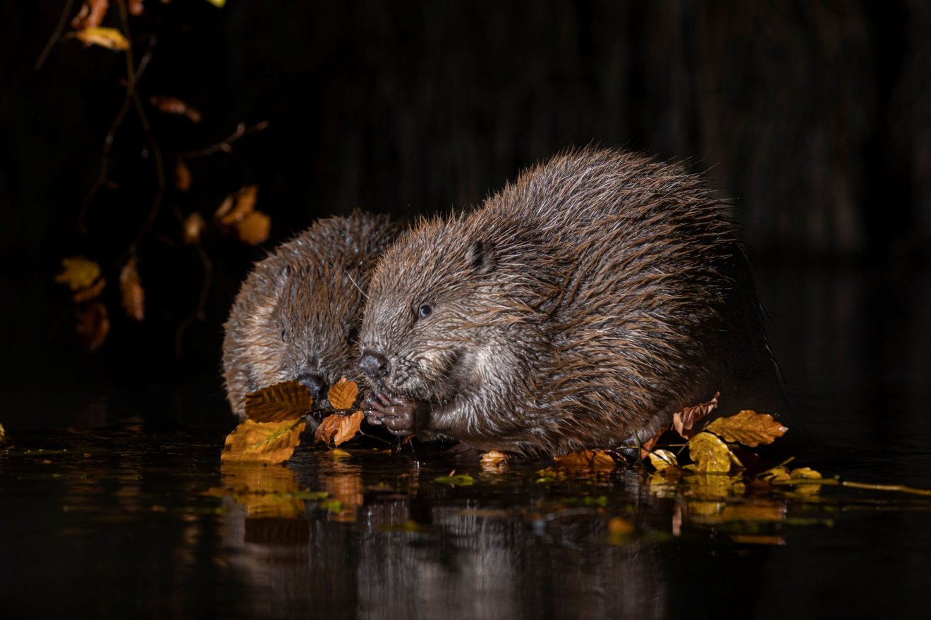 Évek óta figyeli és fotózza az ökoszisztéma-mérnökökként emlegetett hódokat Csákány László &bullet;  Fotó: Csákány László